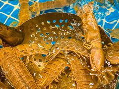 -木柴豆腐·活海鲜·鲁菜(岚山路店)