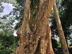 -中国科学院西双版纳热带植物园