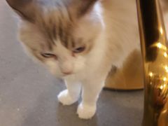 -飞行喵MR PILOT|猫舍·猫咖(静安大融城店)