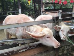 -海南热带野生动植物园