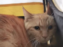 -中农国际动物医院24小时·猫科·骨科·急重症中心