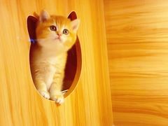 -猫十亿·布偶金渐层·曼基康矮脚猫舍(青年路店)