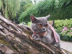 -美联众合动物医院(·中兽医·疑难杂症·严家桥分院)