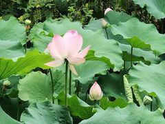 -桂湖森林公园