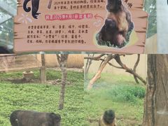 -合肥野生动物园