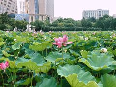 -黄兴公园