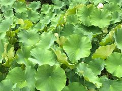 -四川大学(华西校区)