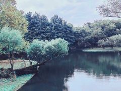 -上海共青森林公园