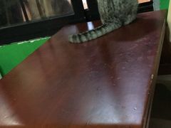-李小姐の猫咖啡馆(五角场店)