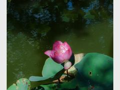 -人民公园(罗湖区)