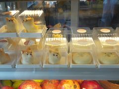 -柴犬高等学院·狗咖·柴犬售卖·宠物训练