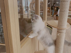 -CAT’S MEWSTAR CAFE·喵星球猫屋(晴湾咖啡店)