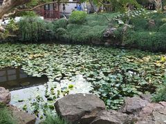 -上海醉白池公园