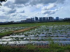 -光明小镇欢乐田园