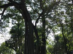 景点-瑞丽独树成林风景区