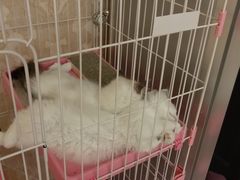 -四月宠物医院·猫专科·心脏专科·内科(转塘店)