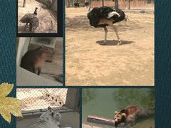 -石家庄市动物园