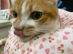 -萌兽医馆·宠物医院·猫骨科(创景店)