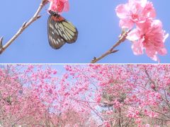 -中国科学院华南植物园
