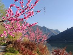 -后柳水乡