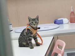 -谐和益家动物医院·免疫绝育·血液透析·宠保定点医院(高新伊藤分院)
