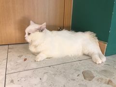 -飞行喵MR PILOT|猫舍·猫咖(静安大融城店)