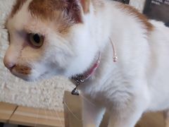 -平行世界·猫咖(首经贸店)
