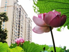 -陈家山荷花公园