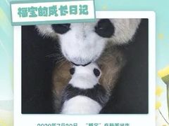 -卧龙中华大熊猫苑神树坪基地