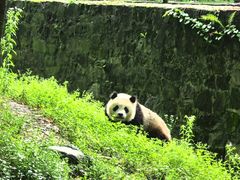 -都江堰中华大熊猫苑