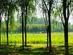 -东郊湿地公园