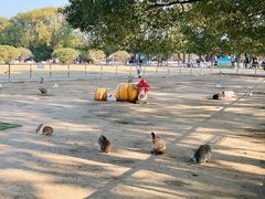 -苏州太湖西山岛开心农场