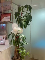 -柠檬一美·Ondapro·轻薄紧致抗衰中心