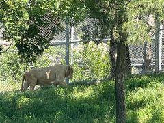 -西霞口神雕山野生动物世界