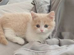 -Bastet sally猫舍购宠(静安店)