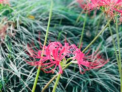 -白塘生态植物园