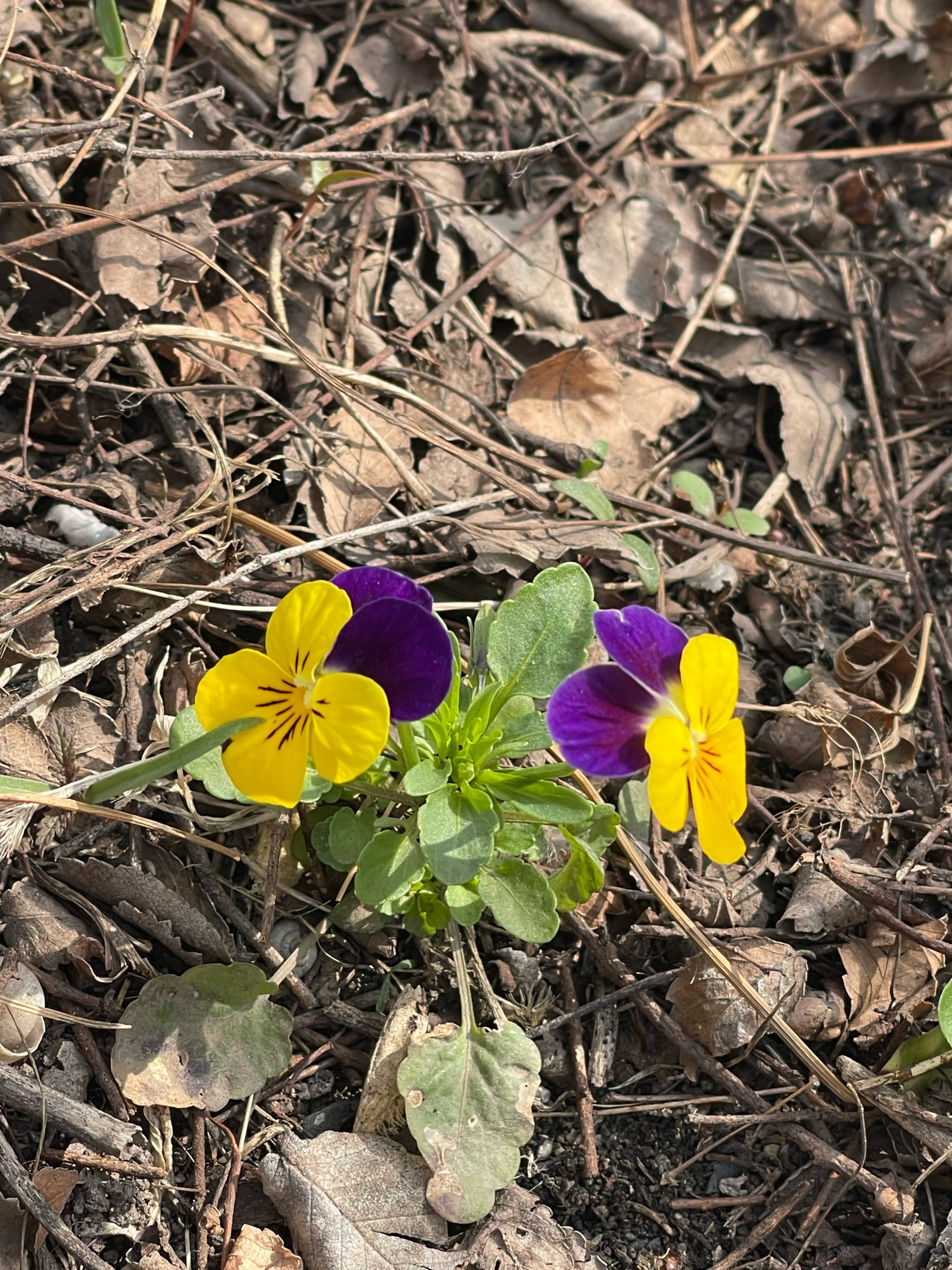 长得像蝴蝶03的小花花