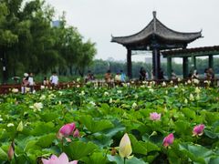-莲花池公园