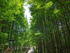 -桤木河湿地公园