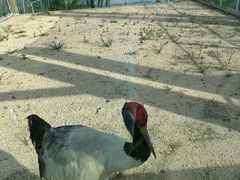 -盐城丹顶鹤湿地生态旅游区