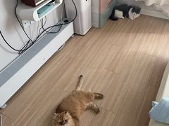 -momokira米努特·德文卷毛猫·棉花面纱犬