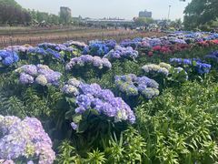 -荷兰花海