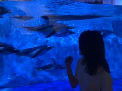 -芜湖新华联大白鲸海洋公园