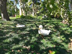 -EG Waterhouse Camellia Gardens Sutherland Shire