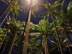 -深圳仙湖植物园