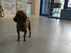 -伟伟宠物医院·CT影像中心·瑞派犬猫综合性门诊(汉口总院)