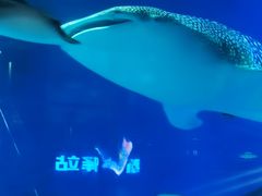 -烟台海昌鲸鲨海洋公园
