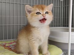 -翊宠yipet猫狗购宠庄园犬舍•猫舍