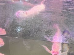 -正佳雨林生态植物园