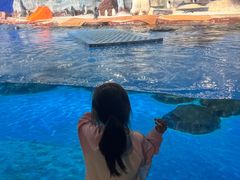 -海合安武汉极地海洋公园